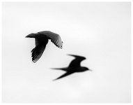203 - ETRANGE OMBRE - MARTIN DOMINIQUE - france <div